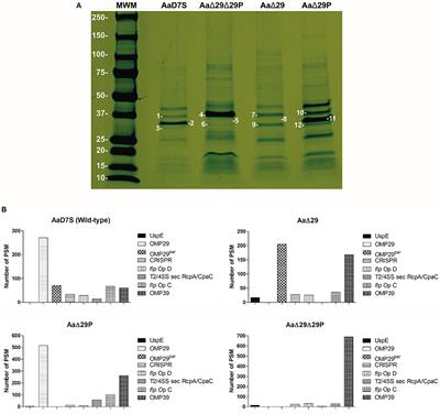 Aggregatibacter actinomycetemcomitans Outer Membrane Proteins 29 and 29 Paralogue Induce Evasion of Immune Response